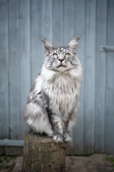 Silber gestromte Maine Coon Katze sitzt auf Baumstumpf vor Stall — Stockfoto
