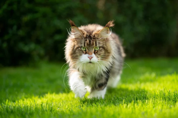 Tabby branco maine coon gato andando na grama verde na luz do sol — Fotografia de Stock