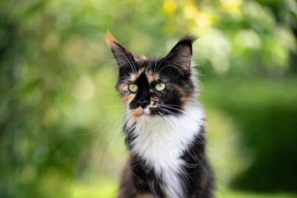 Calico Maine Rakun Kedi Yeşil doğa portresi — Stok fotoğraf