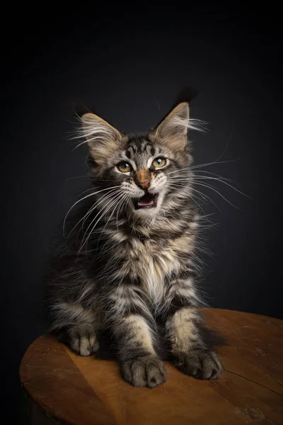 Maine coon kotek co śmieszne twarz z usta otwarte meowing — Zdjęcie stockowe