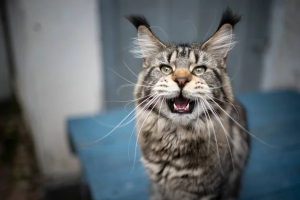 Tabby maine coon cat meowing olhando para a câmera ao ar livre — Fotografia de Stock
