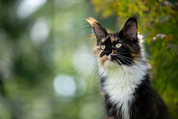 Calico maine Mosómedve macska szabadban portré -ban zöld természet — Stock Fotó