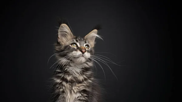 Bonito tabby maine casulo gatinho olhando para o lado retrato — Fotografia de Stock