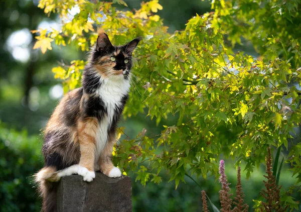 Calico maine Mosómedve macska ül -on kő oszlop megfigyelő kert — Stock Fotó