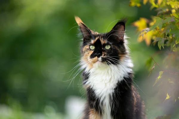 Calico maine Mosómedve macska szabadban zöld természet portré — Stock Fotó