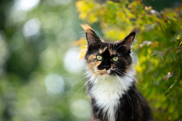 Calico maine casulo gato ao ar livre retrato em verde natureza — Fotografia de Stock