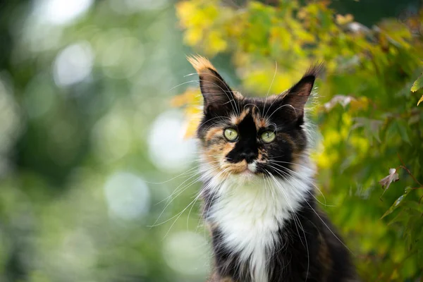 Calico maine coon cat outdoors picture in green nature — стоковое фото