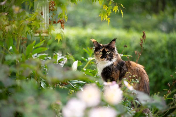 Calico Maine Енот кот на открытом воздухе в зеленом саду с растениями — стоковое фото