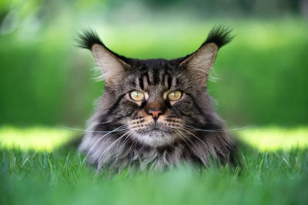 สีดํา tabby maine coon แมว พักผ่อนบนภาพหญ้าสีเขียว — ภาพถ่ายสต็อก