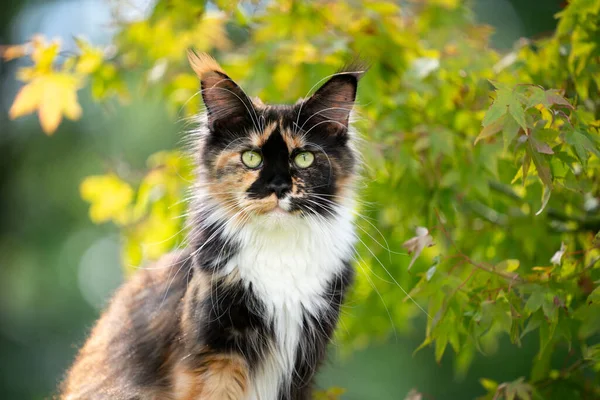 Calico maine Mosómedve macska szabadban zöld természet portré — Stock Fotó