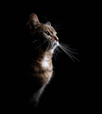 Siyah arkaplanda tekir kedisinin profil görünümü