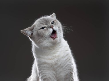 Şirin İngiliz kısa hava kedisi arka planda fotokopi alanı ile ağzı ardına kadar açık kızgın surat yapıyor.