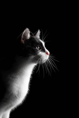 Siyah zemin üzerinde fotokopi alanı olan tuhaf bir smokin kedinin yan profili