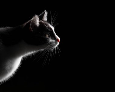 Siyah zemin üzerinde fotokopi alanı olan tuhaf bir smokin kedinin yan profili