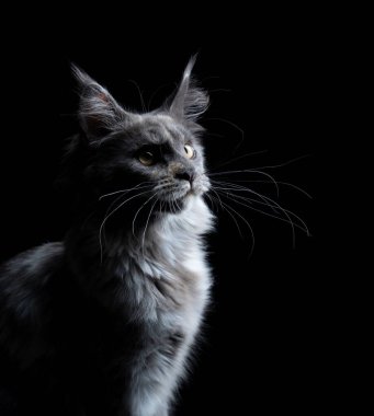 Uzun bıyıklı, meraklı Maine Rakun Kedisi. Siyah arkaplanda üç çeyrek profil görüntüsü.