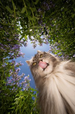 Maine Rakunu Kedilerin arasında, Güneşli bir yaz gününde dudaklarını yalıyor