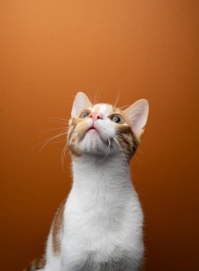 meraklı kedi turuncu arkaplandaki kopya boşluğuna bakıyor