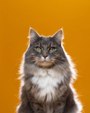 Sarı arka planda gri beyaz maine rakun kedi portresi, arkadan ışıklandırılmış stüdyo resmi.