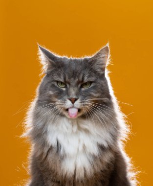 yaramaz kedi dil portresi çıkarıyor, stüdyo ışıklarıyla çekiliyor.