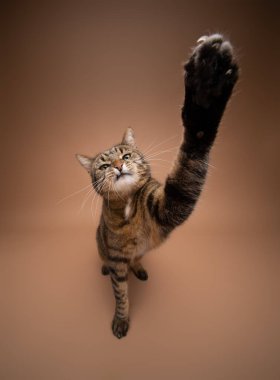 Tek pençe ile kameraya uzanan oyuncu bir tekir kedinin ultra geniş açılı görüntüsü. Kopyalama alanı ile stüdyonun görüntüsü.