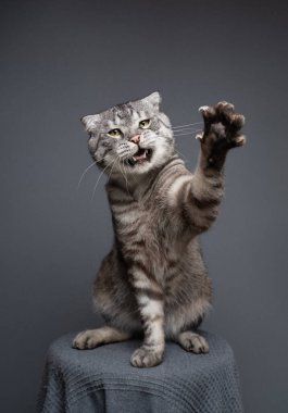 Gümüş tekir İskoç kedisi. Pençesi havada ve ağzı açık. Arka planda vahşi ve saldırgan bir görüntü var.