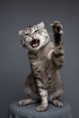 Gümüş tekir İskoç kedisi. Pençesi havada ve ağzı açık. Arka planda vahşi ve saldırgan bir görüntü var.