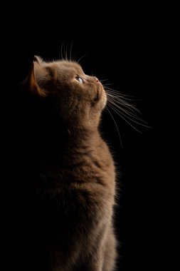 Siyah arka planda kahverengi cinnanmon renkli İngiliz stenografisinin yan görüntüsü, fotokopi alanı ile stüdyo portresi