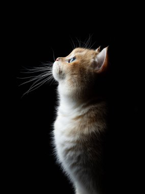 Siyah arkaplanda altın gölgeli İngiliz stenografisinin yan görüntüsü, fotokopi alanı olan stüdyo resmi