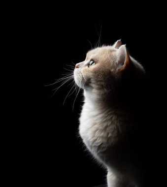 Siyah arkaplanda krem rengi İngiliz stenografisinin yan görüntüsü, fotokopi alanı olan stüdyo resmi