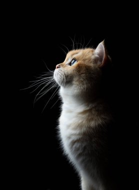 Siyah arkaplanda altın gölgeli İngiliz stenografisinin yan görüntüsü, fotokopi alanı olan stüdyo resmi