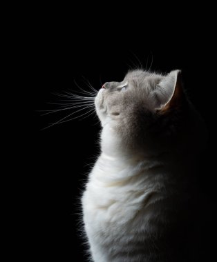 Şirin İngiliz Shortair kedi profili görünümü siyah arka planda, fotokopi alanı olan stüdyo resmi