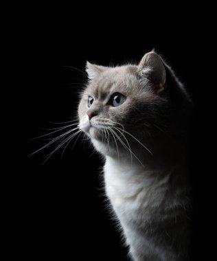 Siyah arka planda uzun bıyıklı sevimli İngiliz kısa hava kedisi manzarası