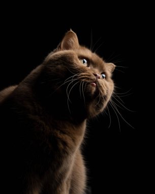 Uzun bıyıklı yumuşak kahverengi İngiliz kısa hava kedisi. Siyah arka planda üç çeyrek görünüm portresi.