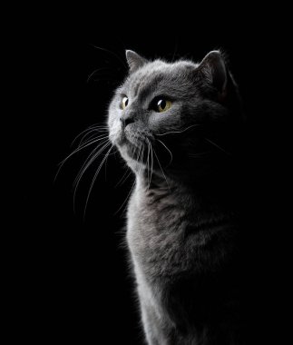 Uzun bıyıklı, tüylü mavi İngiliz kısa hava kedisi. Siyah arka planda üç çeyrek görünüm portresi.