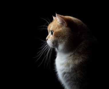 Siyah arkaplanda altın gölgeli İngiliz stenografisinin yan görüntüsü, fotokopi alanı olan stüdyo resmi