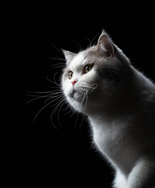Uzun bıyıklı, tüylü İngiliz kısa hava kedisi. Siyah arka planda üç çeyrek görünüm portresi.