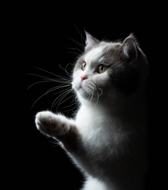 Uzun bıyıklı, tüylü İngiliz kısa hava kedisi. Siyah arka planda üç çeyrek görünüm portresi.