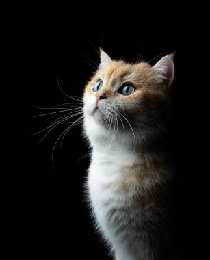 Siyah arka planda altın gölgeli İngiliz stad kedisinin dörtte üçü