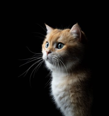 Siyah arka planda altın gölgeli İngiliz stad kedisinin dörtte üçü