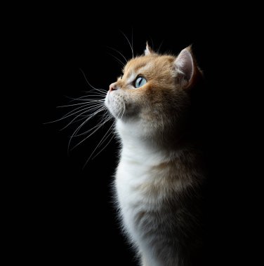 Siyah arkaplanda altın gölgeli İngiliz stenografisinin yan görüntüsü, fotokopi alanı olan stüdyo resmi