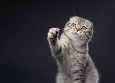 Oyuncu İskoç Kedisi patisini kaldırır ve pençelerini koyu gri arka planda gösterir.