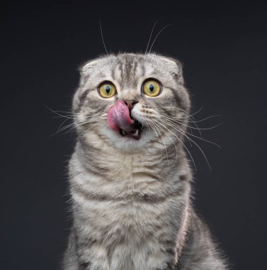 Aç İskoç kedisi burnunu diliyle yalıyor ve kameraya bakıyor. Beslenmek üzereymiş gibi..