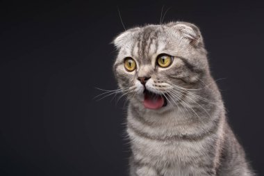 Komik bir İskoç Katlayan kedisi tiksinmiş veya şok olmuş bir yüz ifadesi yapar. Ağzı sonuna kadar açık ve dili görünür..