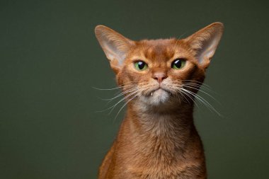 Safkan bir Habeş kedisinin portresi. Yeşil gözlü ve dışarı fırlamış dişli. Yeşil arka planda fotokopi alanı olan kameraya bakıyor.