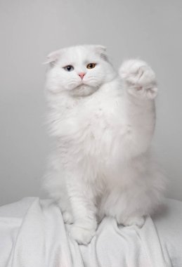 Oyuncu beyaz İskoç kedisi garip gözlü patisini kameraya doğru kaldırıyor, stüdyo beyaz arka plana karşı çekim yapıyor..