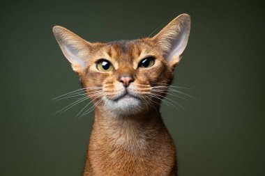Safkan geyik yavrusu. Siyah Habeş kedisi. Yeşil arka plandaki kameraya bakıyor.