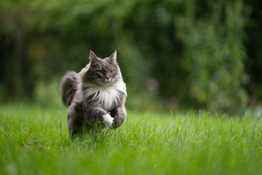 Neşeli, tüylü, gri-beyaz kedi yeşil bir çayırda koşuyor.