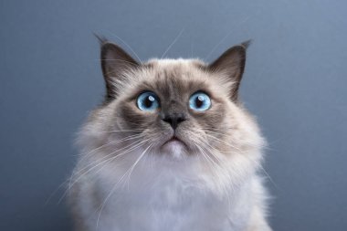 Mavi gözlü Birman kedisi kameraya şaşırmış ya da şaşırmış görünüyor, gri arka planı olan komik kedi portresi.