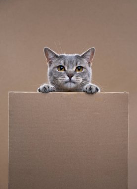 Meraklı kedi, patileri boş bir karton kutunun kenarında fotokopi alanı ile kendini destekler.
