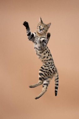 Neşeli Savannah F1 Kedi yavrusu havada zıplıyor, stüdyo bej arka planda çekim yapıyor